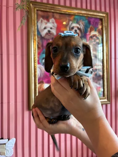 Dachshund!!!! Lindos 