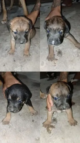 Cachorro