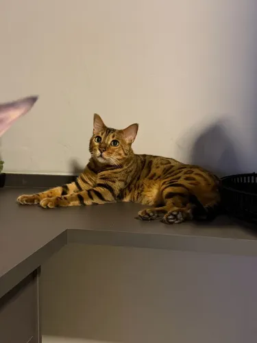 Gato da Raça Bengal 1 Aninho