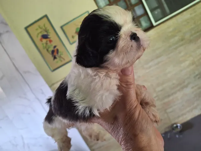 Shihtzu  
