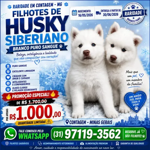 Raridade em contagem mg filhotes de husck ciberiano branco puro sangue 