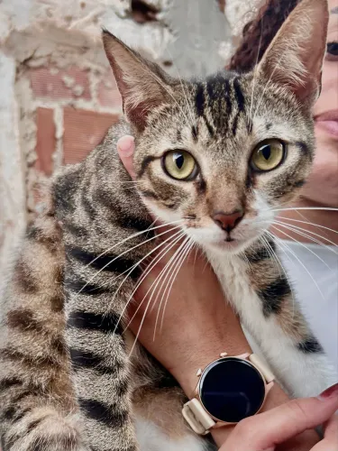 Gato para adoção