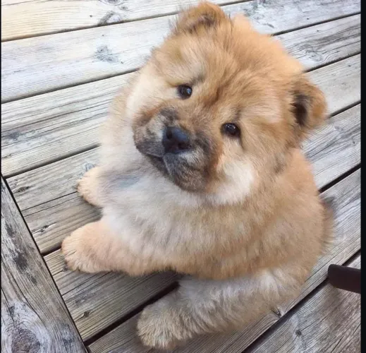 Filhote Chow-Chow, A felicidade agora tem patinhas fofinhas e olhos brilhantes!