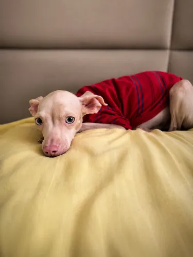 Pinscher 