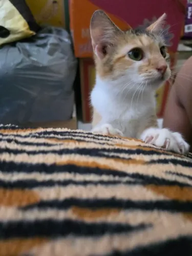 Gatinha tricolor para doação