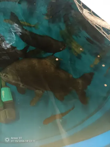 Tambaqui acima de 3.5 kilos 
