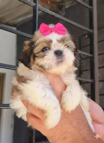 Shitzu Fêmea PRONTA ENTREGA