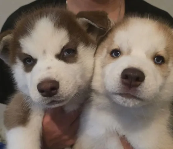 Vendo filhotes de Husky siberiano 