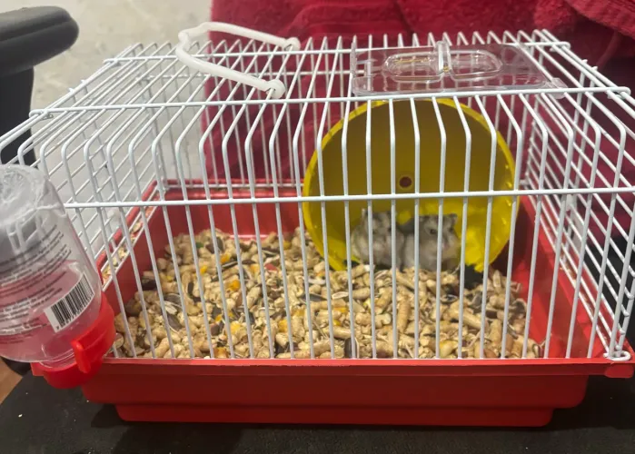 Kit de Completos de Hamster