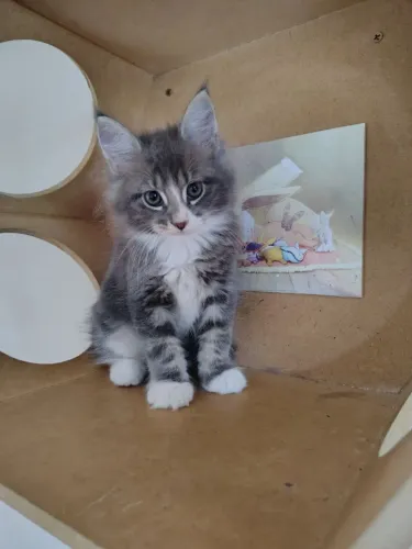Filhote de gato da raça MAINE COON 