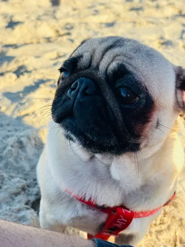 Procuro Pug macho ( Não é venda)