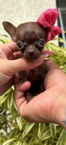 Chihuahua Miniatura de bolso. Menina Pêlo curto 