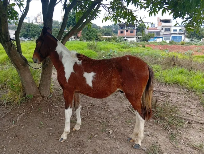 Potro pampa a venda 