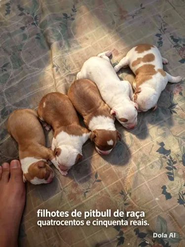 Filhotes de pitbul de raça disponíveis para venda 500 reais somente 2 machos