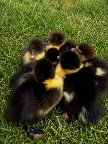 Patos