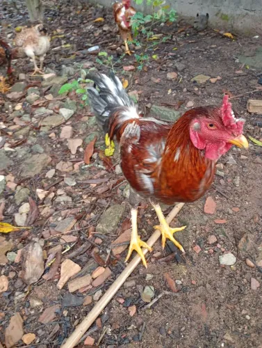 Vendo galo caipira 70 reais. Retirado no local 