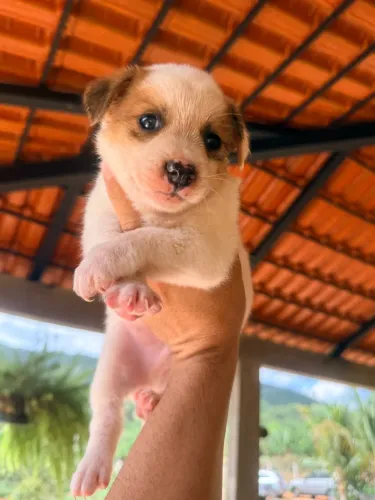 Doação de cachorros