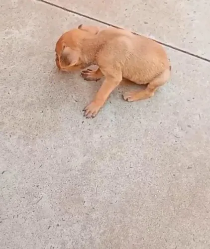 Pinscher femea miniatura