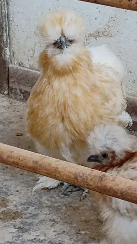 Ovos de sedosa do Japão