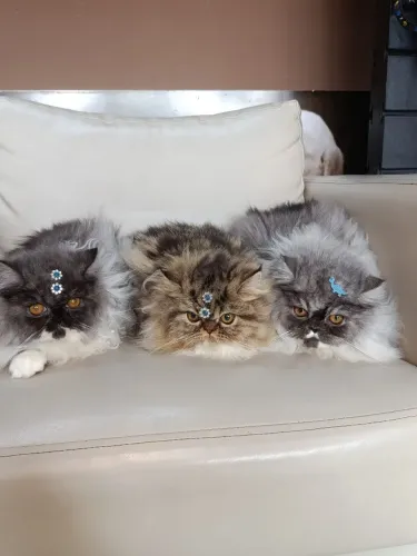 Gato persa