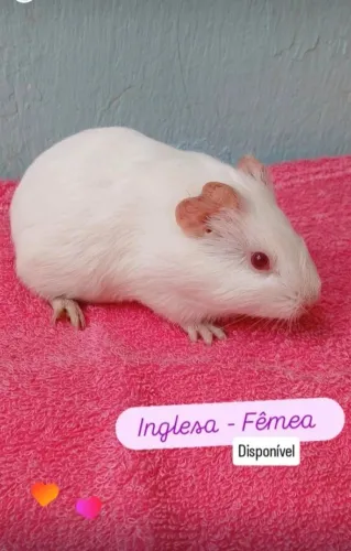 Porquinho da india filhotes