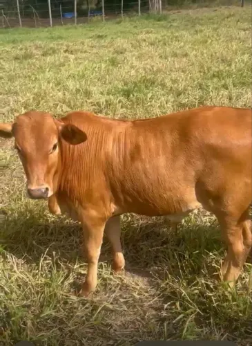 Mini boi