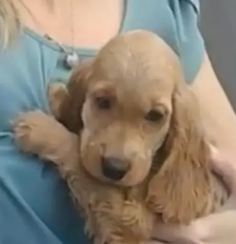 Cocker spaniel beleza e doçura 