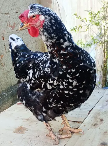 Ovos férteis de galinha balão sertaneja