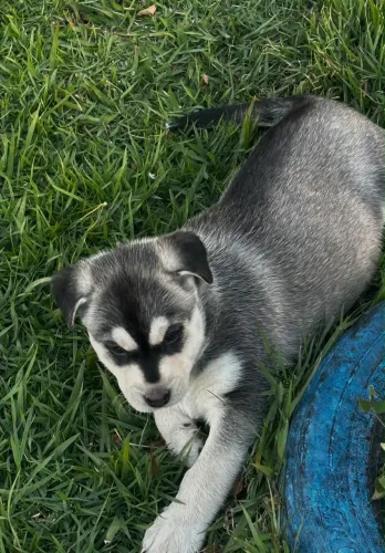 Husky Siberiano