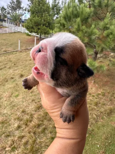 Filhote bulldog inglês 