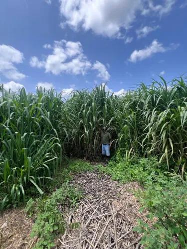 Mudas de Capim Açú