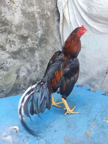 Frango