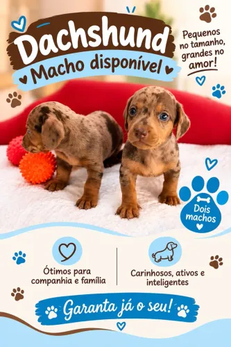 Dachshund Macho