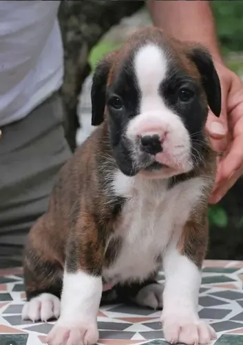 Boxer,Boxer Filhote com Ótimo Padrão da Raça e Perfil Brincalhão