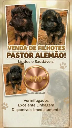 Filhotes de Pastor Alemão
