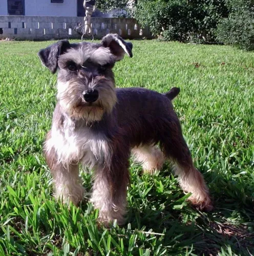Sal e pimenta (Scnhauzer)