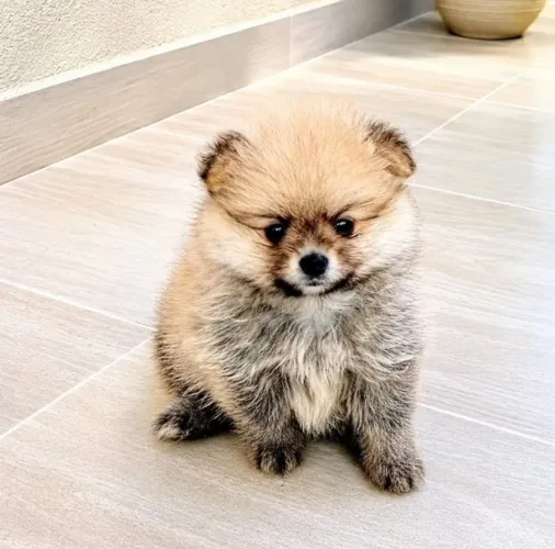 Lulu da Pomerânia fêmea ursinha, perfeita. Padrão excelente! Para clientes exigentes.