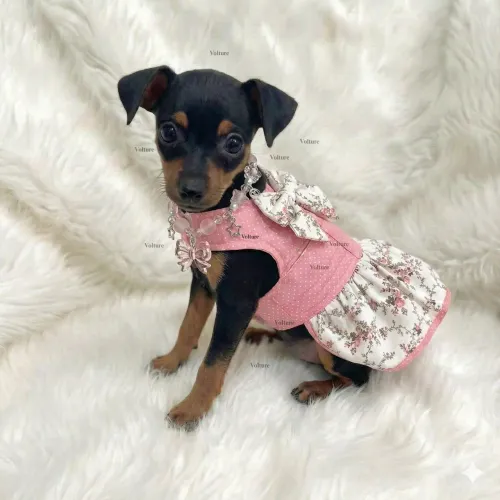 Pinscher Zerinho Pronto Para Entrega