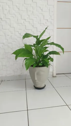Planta Lírio da Paz
