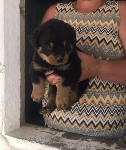 Filhotes de alto padrão de Rottweiler 