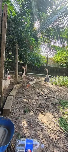 Pecuária