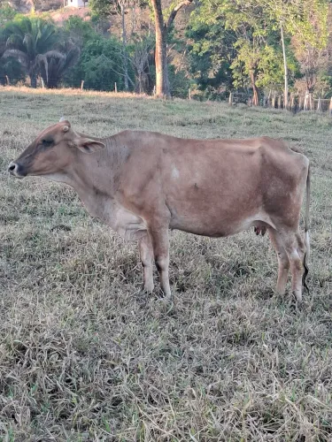 Vacas prenhas