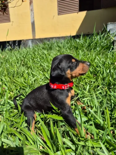 Filhotes de Doberman