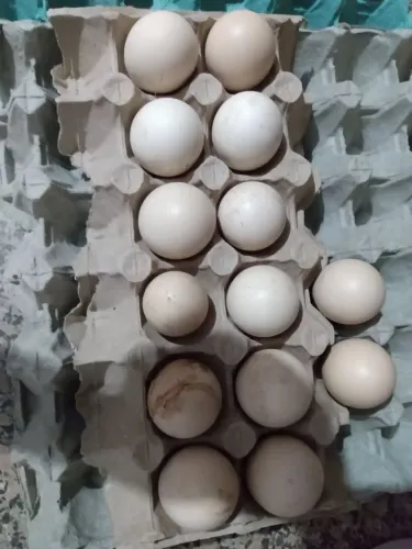 Ovos Galados