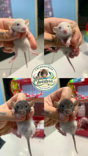 Rato twister