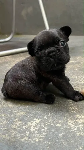 Filhotes de buldogue francês