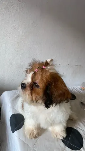 Shitzu fêmea 