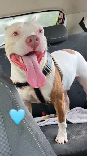 Doação de pitbull