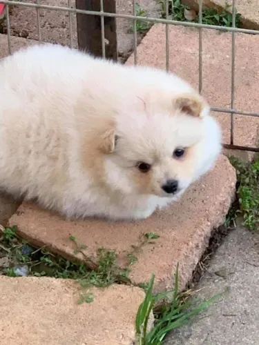 Filhotes de Spitz Alemão | Pequenos que encantam rápido!