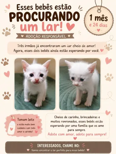 Gatinhos para adoção